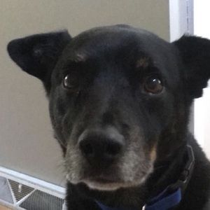 Meet your Posher, Arn